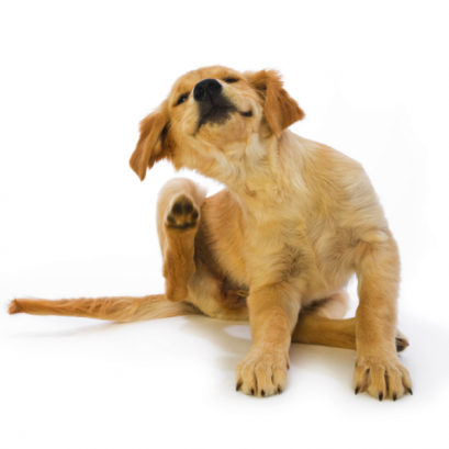 ป้องกันเห็บหมดและพยาธิหนอนหัวใจ (Parasite Control)